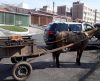 Uso de carroças de tração animal pode ser proibido em definitivo nas ruas de Franca - Jornal da Franca