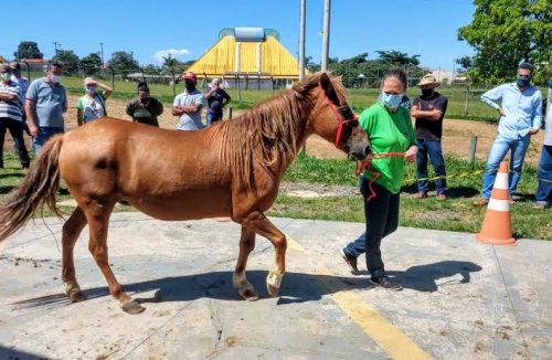Canil Municipal de Franca realiza 7º leilão de animais na próxima semana - Jornal da Franca