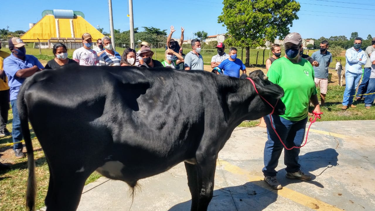 Leilão de animais do Canil Municipal de Franca teve 100% de aproveitamento
