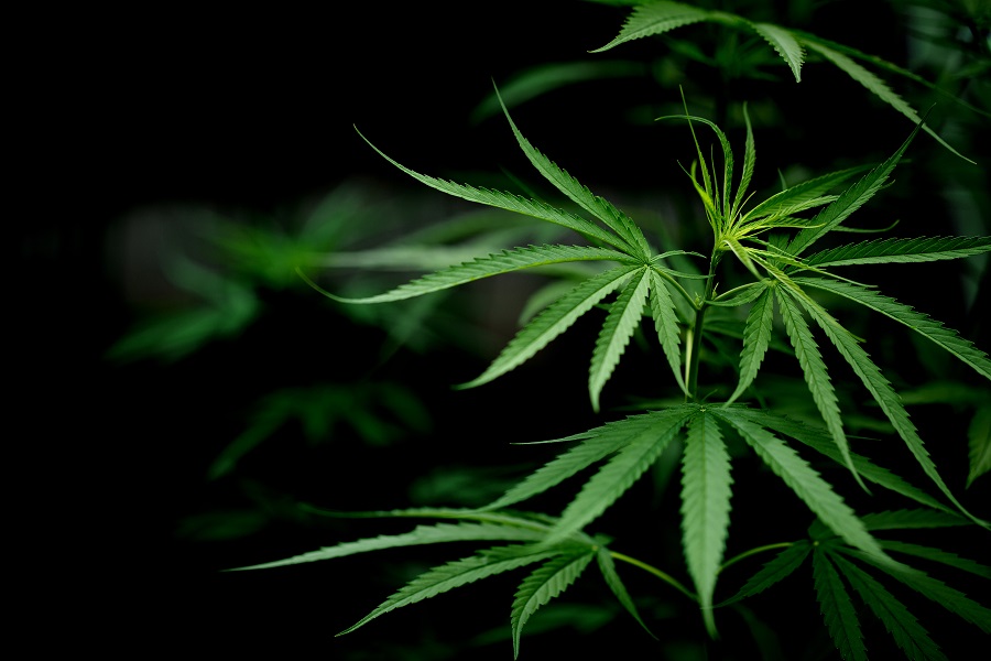 Habeas corpus coletivo: Justiça dá aval para plantação de maconha por associação