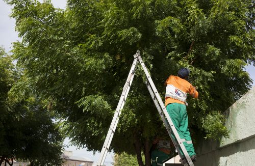Poda de árvores interdita trecho da Campos Salles, no centro de Franca, nesta 6ª - Jornal da Franca