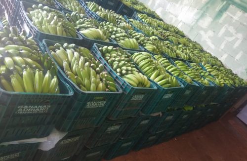 Professora de Restinga doa mais de 2 mil quilos de bananas para Merenda - Jornal da Franca