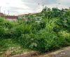 Vigilância Ambiental de Franca notifica proprietários de terrenos sobre limpeza - Jornal da Franca