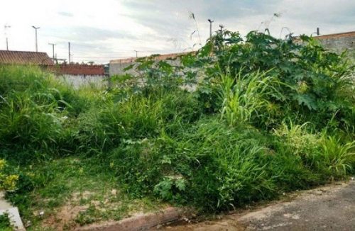 Em 45 dias, Vigilância Ambiental de Franca intima 530 donos de terrenos para limpeza - Jornal da Franca