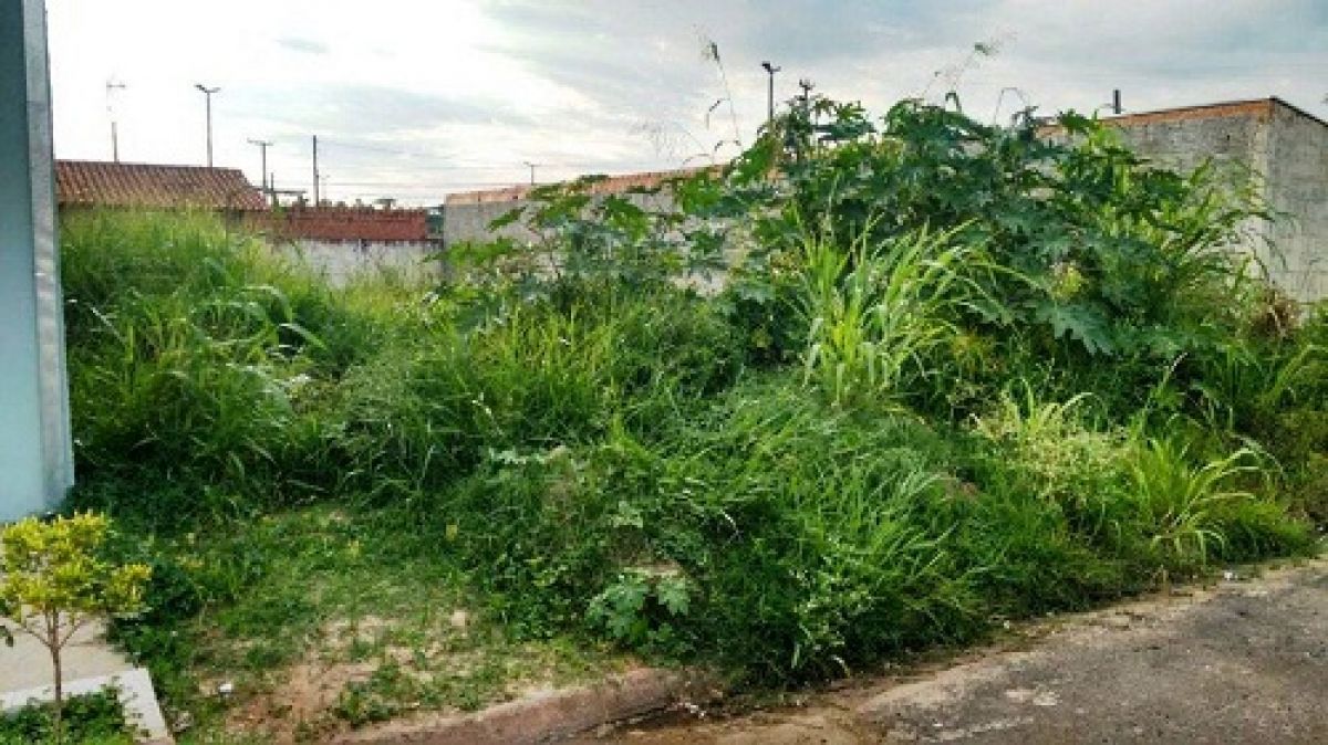 Após notificados, donos de terrenos têm até 10 dias para efetuar a limpeza