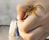 Veneno dos escorpiões salva vidas a partir de soro produzido pelo Butantan - Jornal da Franca