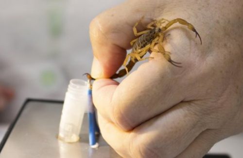 Veneno dos escorpiões salva vidas a partir de soro produzido pelo Butantan - Jornal da Franca