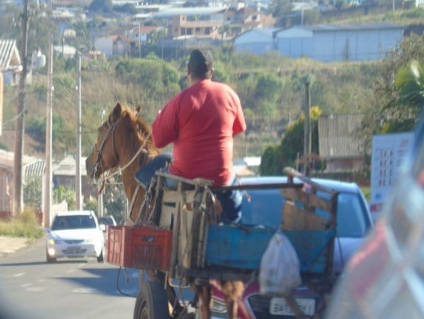 Audiências públicas debatem carroças, microchipagem e castração
