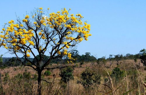 Projetos de conservação do Cerrado podem receber subvenção de até US$ 30 mil - Jornal da Franca