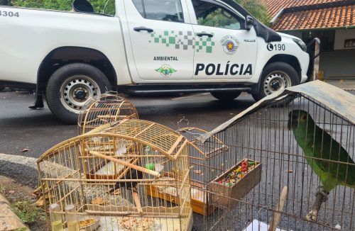 Pássaros eram mantidos em cativeiro na Vila São Sebastião - Jornal da Franca