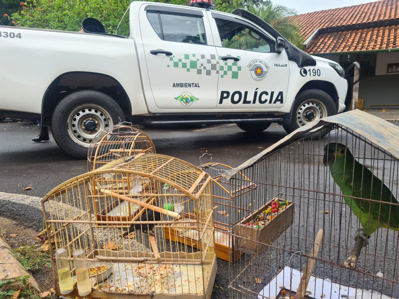 Pássaros eram mantidos em cativeiro na Vila São Sebastião