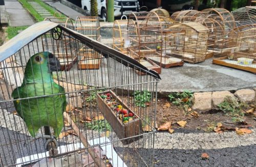 Homem é multado em R$ 74 mil por manter aves silvestres em cativeiro em Franca - Jornal da Franca