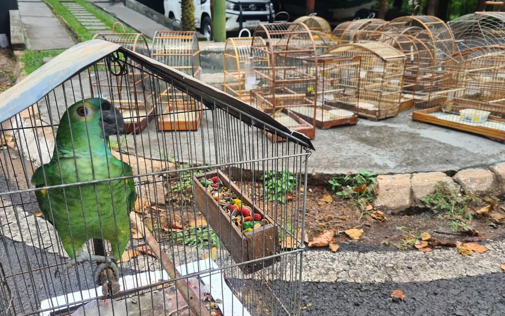 Comerciante mantinha aves silvestres em cativeiro na Vila São Sebastião