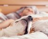 Seu cachorro dorme no quarto? Estudo revela que isso pode fazer bem para a saúde! - Jornal da Franca