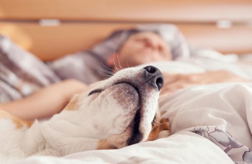 Seu cachorro dorme no quarto? Estudo revela que isso pode fazer bem para a saúde! - Jornal da Franca