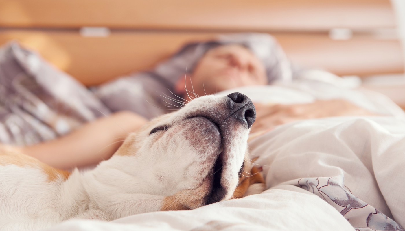 Dormir com cachorro no quarto não compromete qualidade do sono, garante estudo
