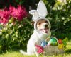 Cuidado redobrado: Ovos de Páscoa podem matar o seu pet, alertam veterinários - Jornal da Franca