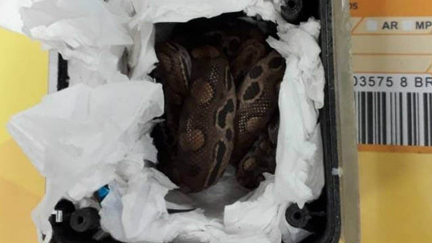 Funcionários dos Correios encontram 15 cobras em pacote de encomenda