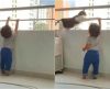 Anjo da guarda: Gato evita que garotinho suba em grade no apartamento – veja aqui! - Jornal da Franca