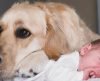 Cão da família acompanha garotinha desde o nascimento em fotos incríveis, veja aqui! - Jornal da Franca