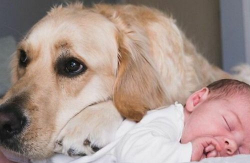 Cão da família acompanha garotinha desde o nascimento em fotos incríveis, veja aqui! - Jornal da Franca