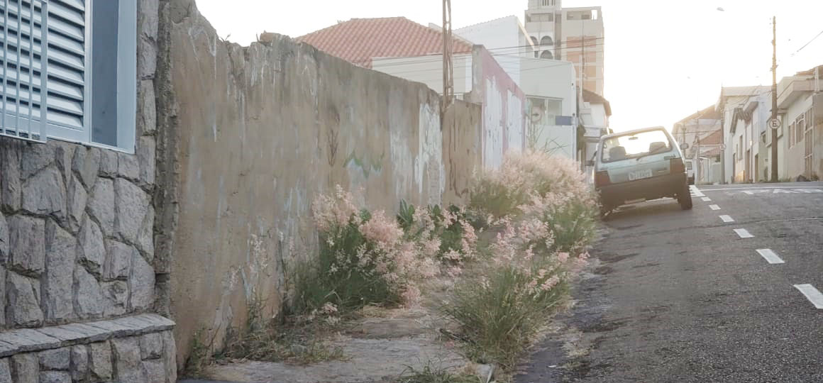 No centro de Franca e nos bairros, mato nas calçadas mostra o abandono