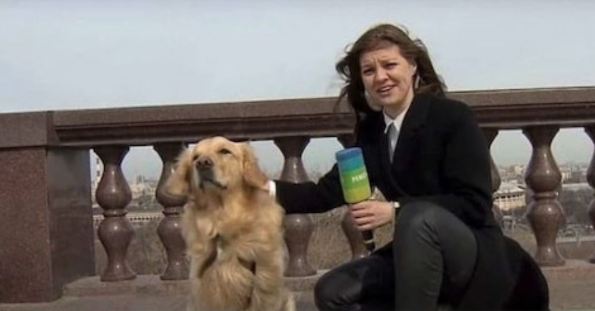 Golden retriever rouba microfone de repórter ao vivo e diverte internet. Veja vídeo