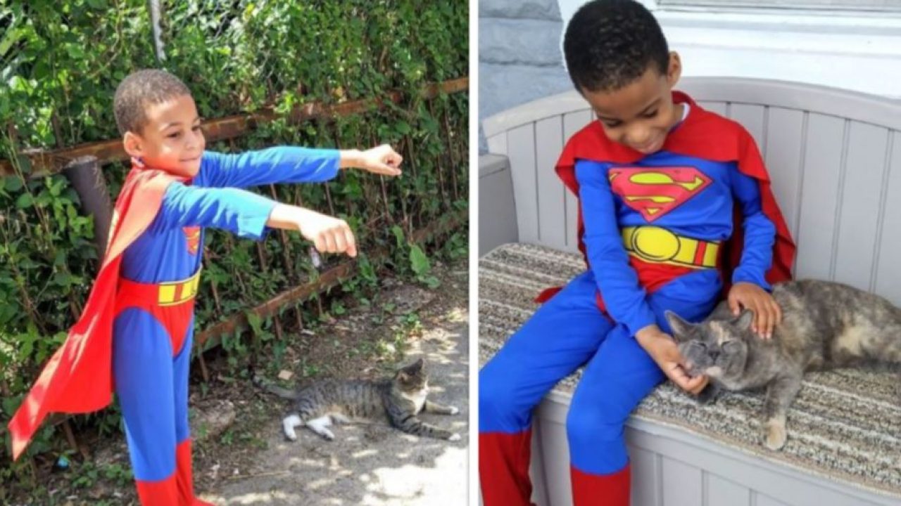 menino se veste de super-herói para salvar gatos