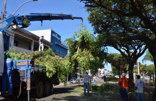 Em Franca, limpeza, manutenção e poda de árvores continuam em diversos bairros - Jornal da Franca