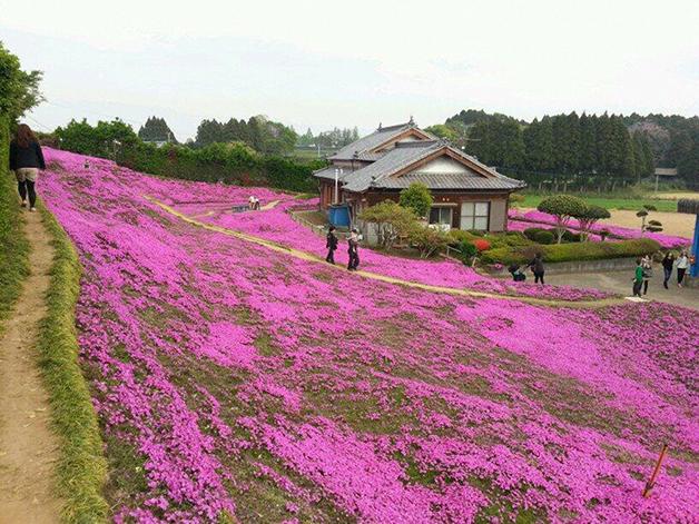 Homem passa 2 anos plantando flores para a esposa cega cheirar e sair da depressão