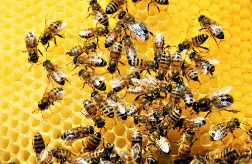 “Fim da picada”: projeto que restringe a criação de abelhas é aprovado pela Câmara - Jornal da Franca