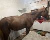 Cavalo cai de telhado dentro de uma cozinha. E não é folclore brasileiro - Jornal da Franca
