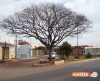 Prefeitura de Cássia vai arrancar árvore condenada e plantar outra em substituição - Jornal da Franca