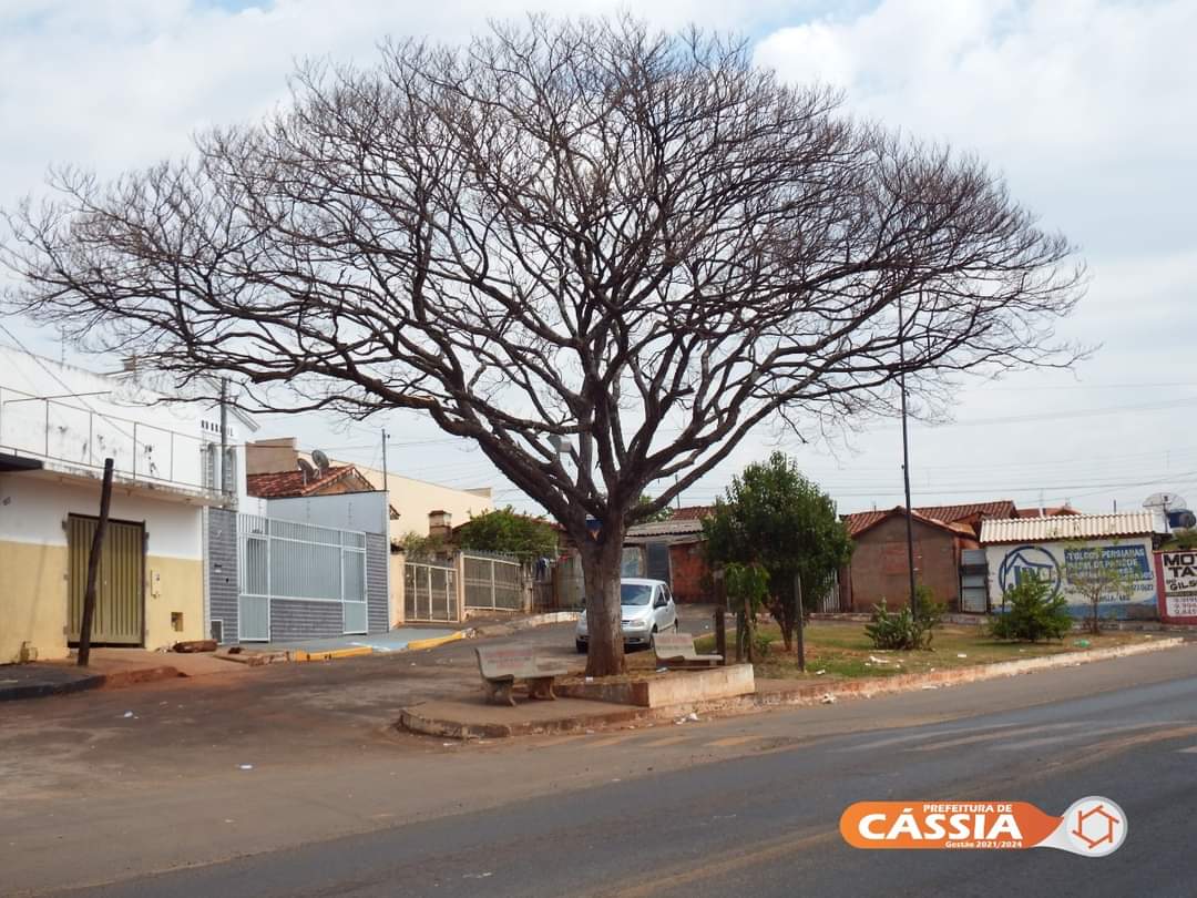Prefeitura de Cássia vai arrancar árvore condenada e plantar outra em substituição