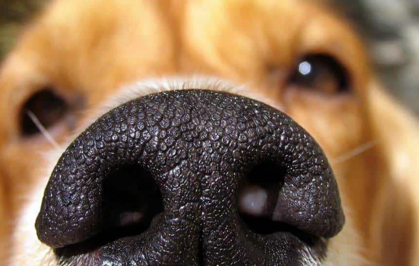 Cães detectam melhor a Covid-19 em humanos do que os testes rápidos, veja!