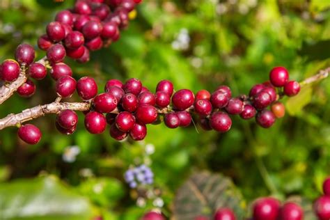 Brasil tem 12 indicações geográficas de qualidade do café, inclusive da Alta Mogiana