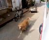 Vídeo: cachorro segue ambulância que levava sua tutora ao hospital e espera na porta - Jornal da Franca