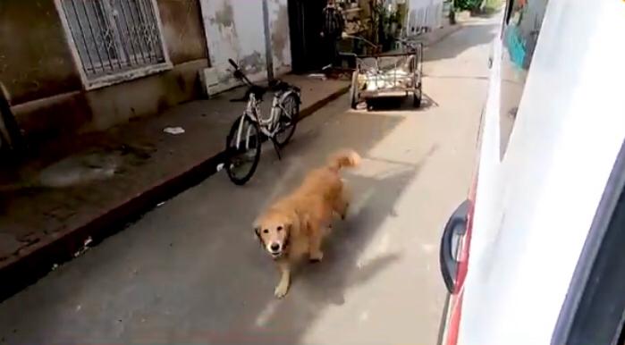 Vídeo: cachorro segue ambulância que levava sua tutora ao hospital e espera na porta