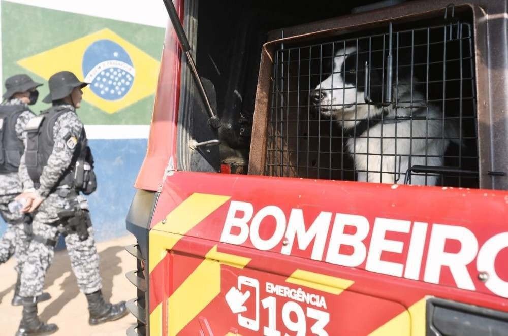 Cadela que atuou na tragédia de Brumadinho chega para auxiliar na caçada a Lázaro