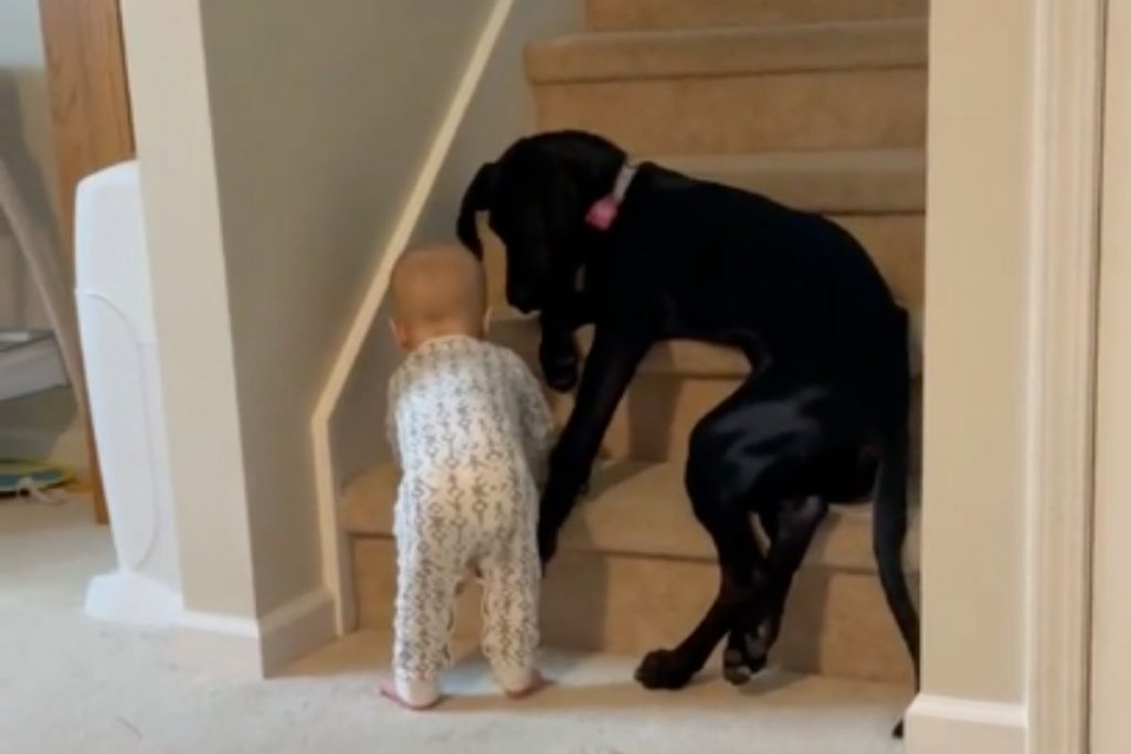 Cadela protege bebê de subir escadas sozinho e viraliza na internet; veja aqui!