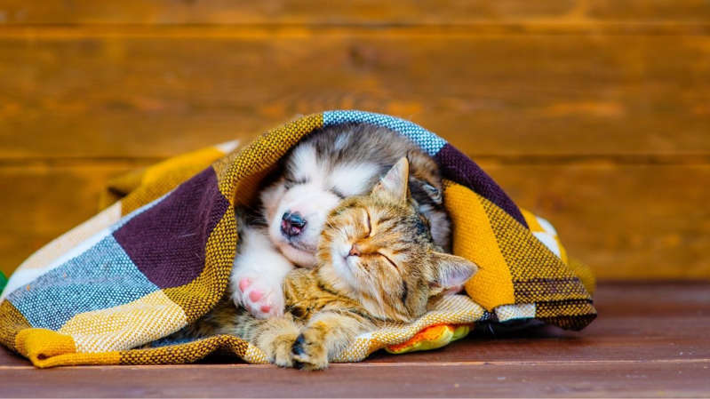 Socialização entre cão e gato é decisiva para comportamento de pets