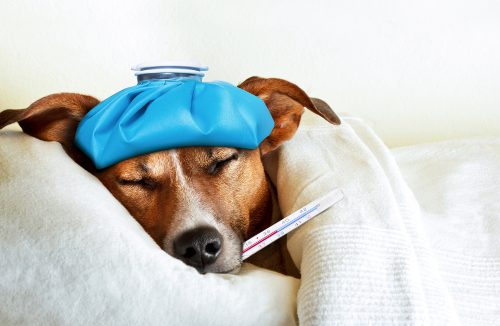 Gripe em pets: a chegada do frio pede cuidados com a saúde dos bichos - Jornal da Franca