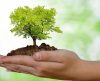 Secretaria do Meio Ambiente de Franca promove ações para o Dia da Árvore - Jornal da Franca