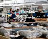 Brasil vende muito sapato, mas também compra; Vietnã é principal fornecedor - Jornal da Franca