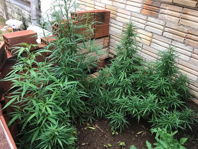 Comissão da Câmara aprova o plantio de maconha, mas para ser utilizada como remédio