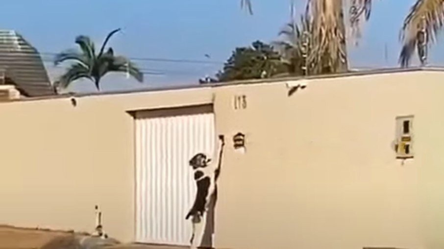 Cachorro toca a campainha para entrar em casa e viraliza na internet. Assista