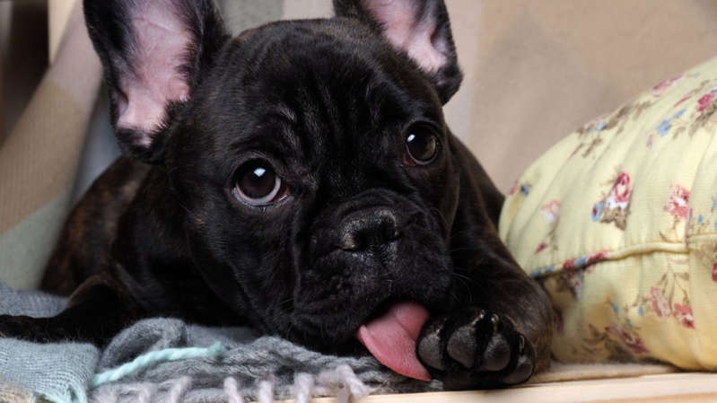 Seu cachorro lambe muito as patas? Saiba quais podem ser as razões!