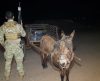 Tráfico de drogas: Polícia Federal apreende burro que levava 300 quilos de maconha - Jornal da Franca