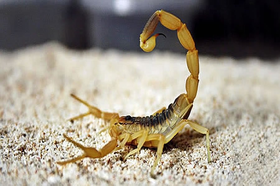 Picada de escorpião exige socorro imediato e tem maior gravidade em crianças