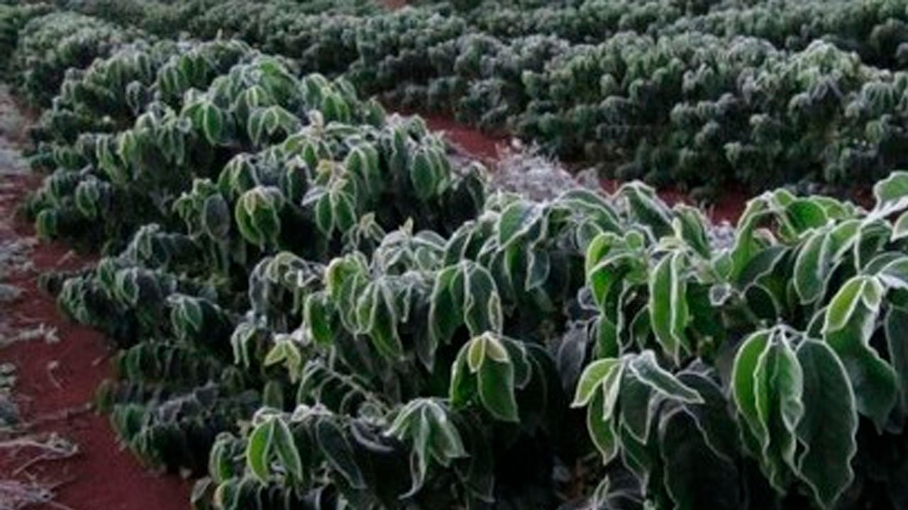 Após geadas, Governo Federal vai socorrer produtores de café com pacote de R$ 1 bi